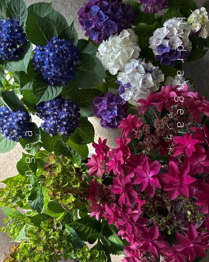 アジサイ（Hydrangea）の鉢物